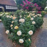 Der schöne Rosengarten auf Gut Lohhof in Hamm - die Hochzeitslocation