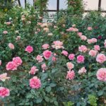Der schöne Rosengarten auf Gut Lohhof in Hamm - die Hochzeitslocation