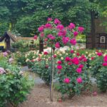 Der schöne Rosengarten auf Gut Lohhof in Hamm - die Hochzeitslocation